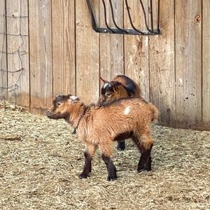 Meet your Posher, Sylvia